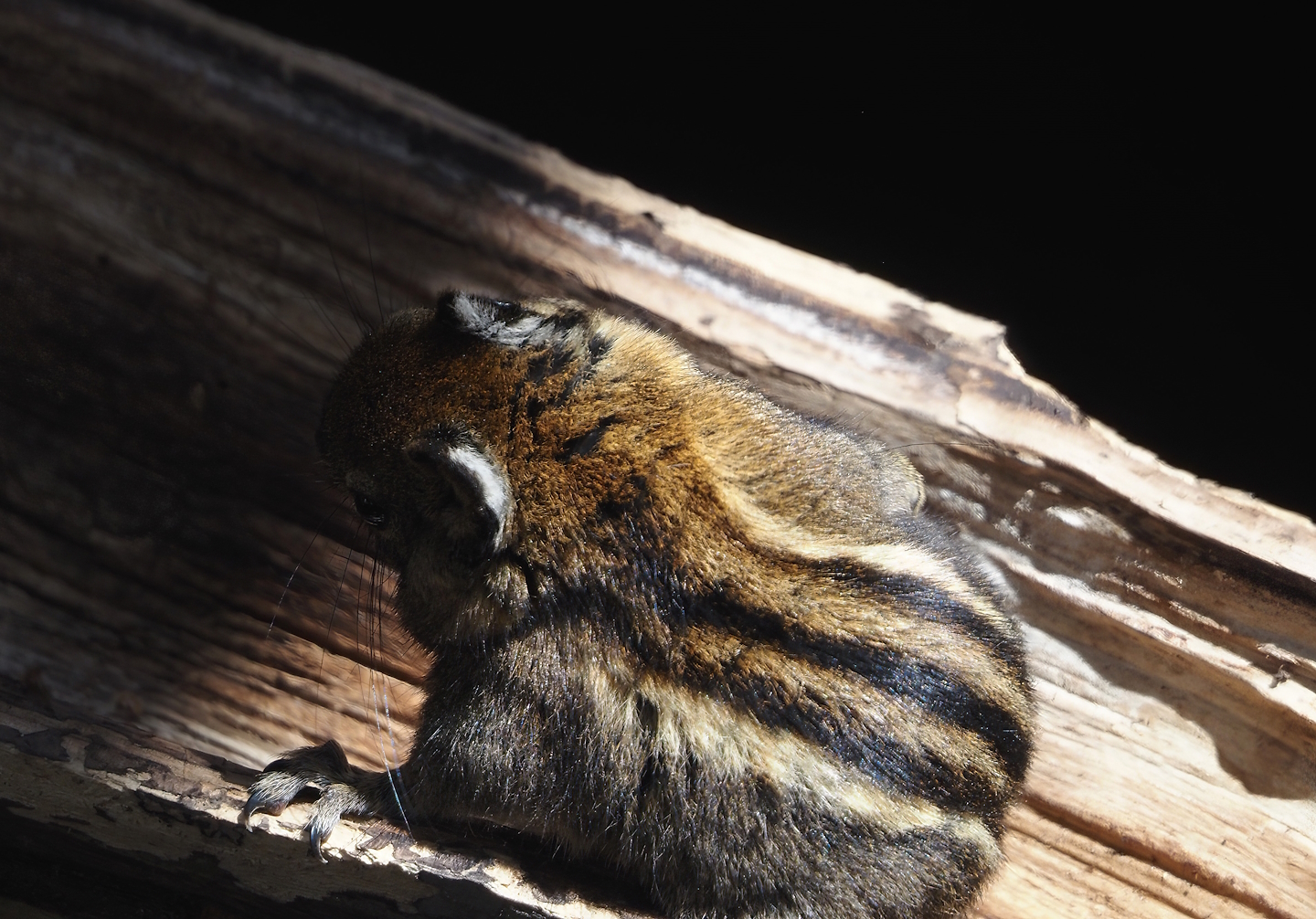 Nortica - Swinhoe's striped squirrel (Tamiops swinhoei), 2024-06-23