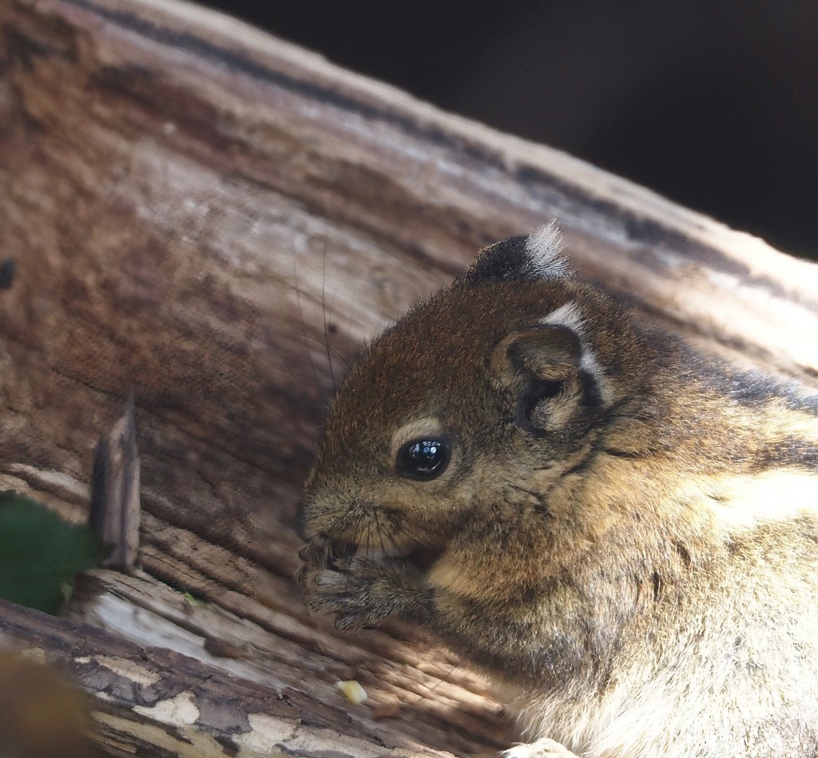 Nortica - Swinhoe's striped squirrel (Tamiops swinhoei), 2024-06-23