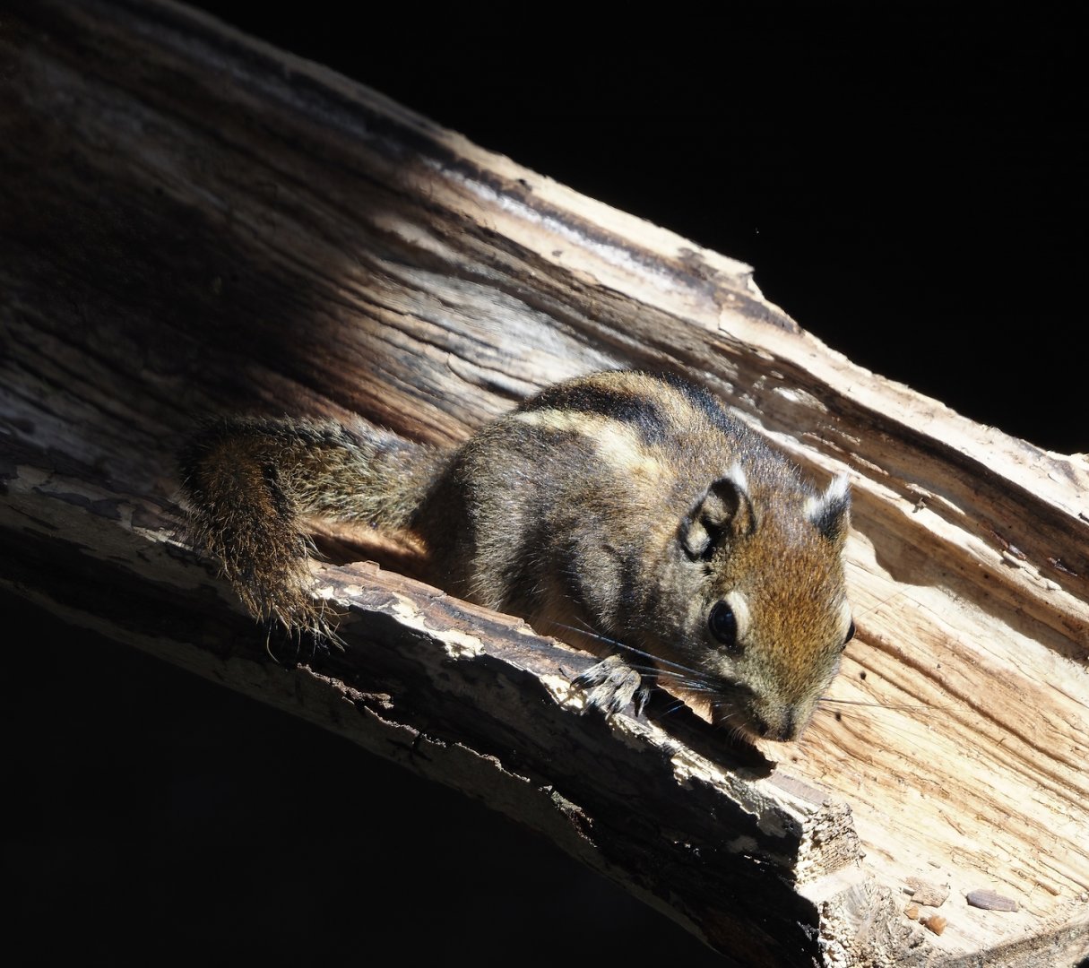 Nortica - Swinhoe's striped squirrel (Tamiops swinhoei), 2024-06-23