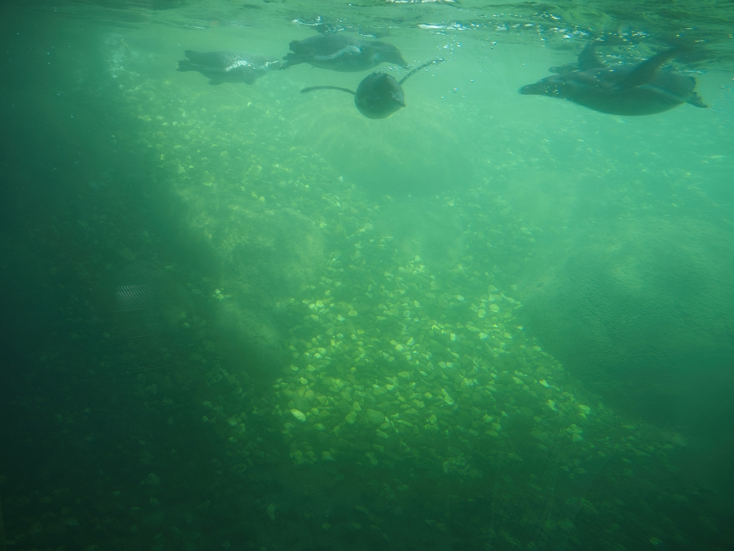 Nortica - Underwater view into Humboldt and Magellanic flightless steamer duck pool, 2024-06-23