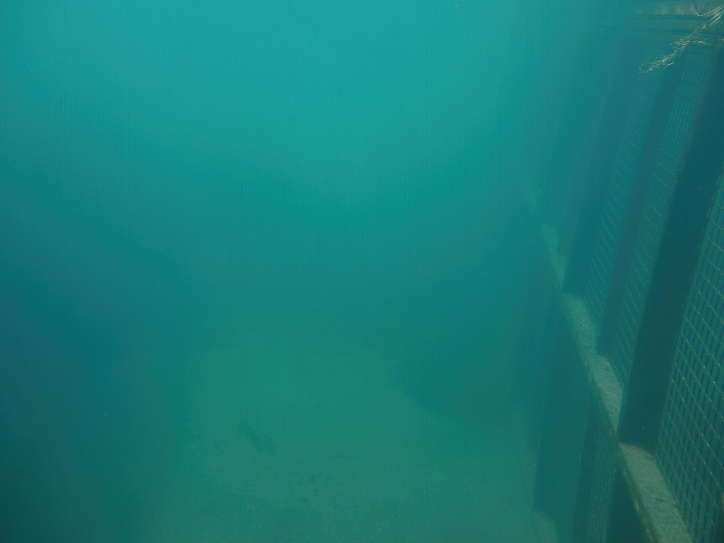 Nortica - Underwater view into polar bear pool, 2024-06-23