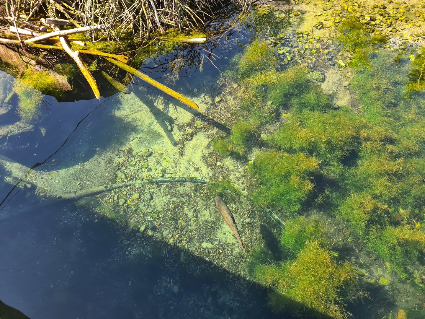 Nortica - Water in beaver enclosure