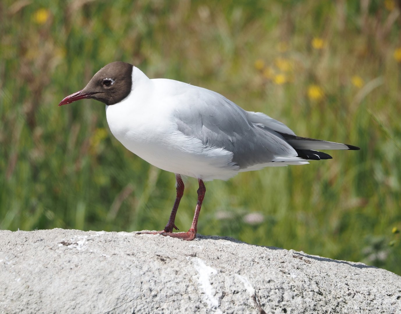 Nortica - Wild Black-headed gull (Chroicocephalus ridibundus) , 2024-06-23