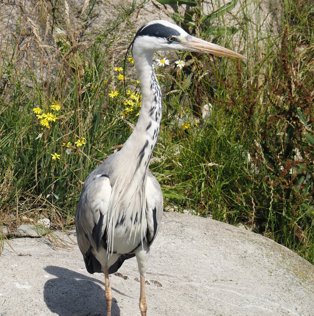 Nortica - Wild Grey heron (Ardea cinerea), 2024-06-23