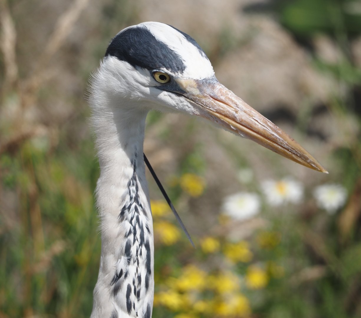 Nortica - Wild Grey heron (Ardea cinerea), 2024-06-23