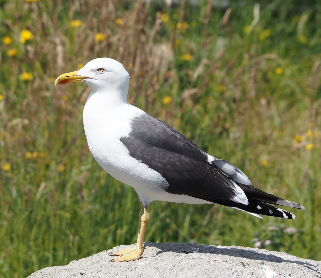 Nortica - Wild Lesser black-backed gull (Larus fuscus), 2024-06-23