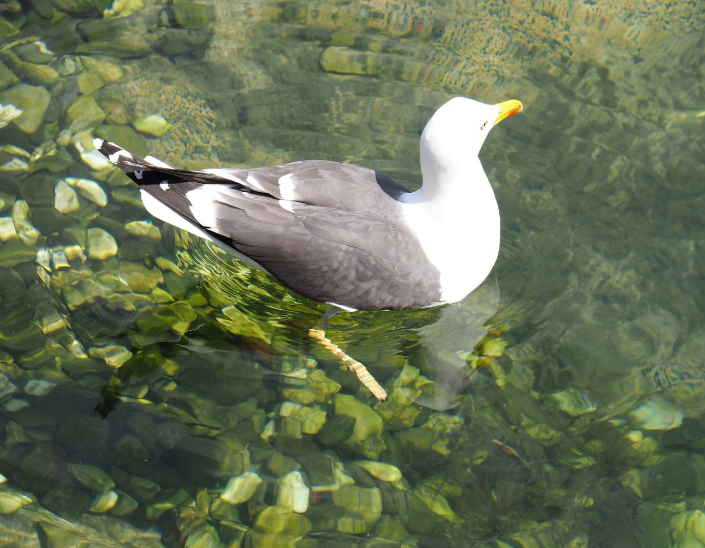 Nortica - Wild Lesser black-backed gull (Larus fuscus), 2024-06-23