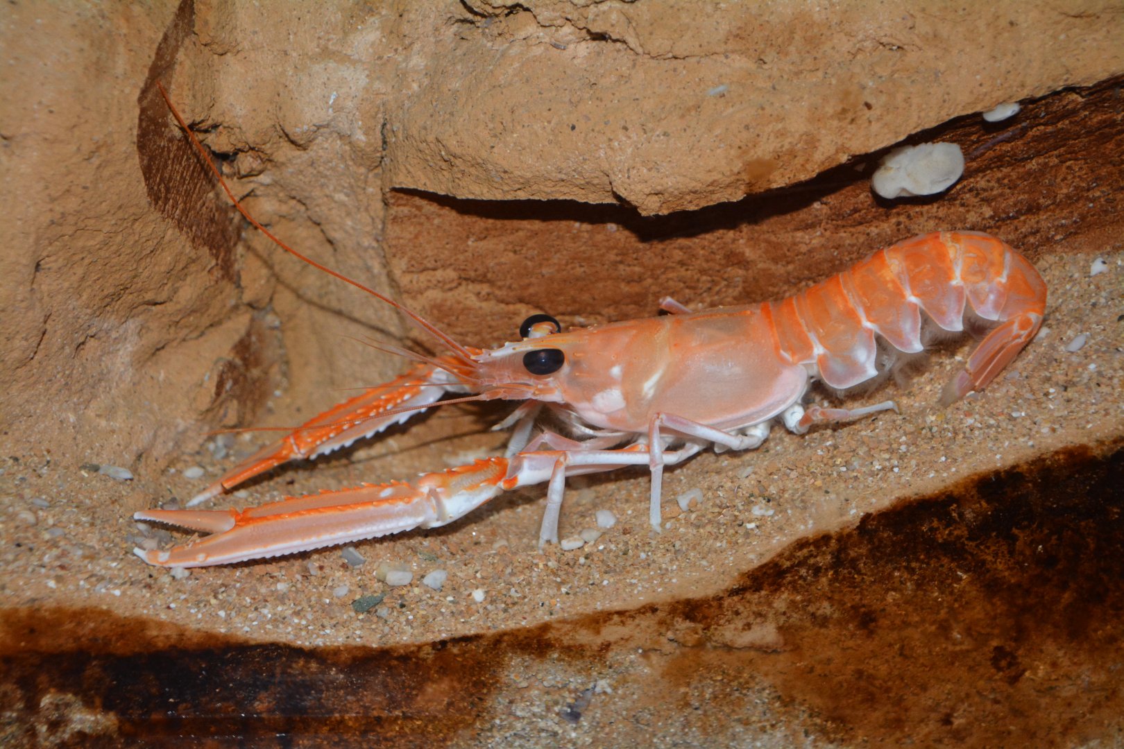 Norway lobster (Nephrops norvegicus)