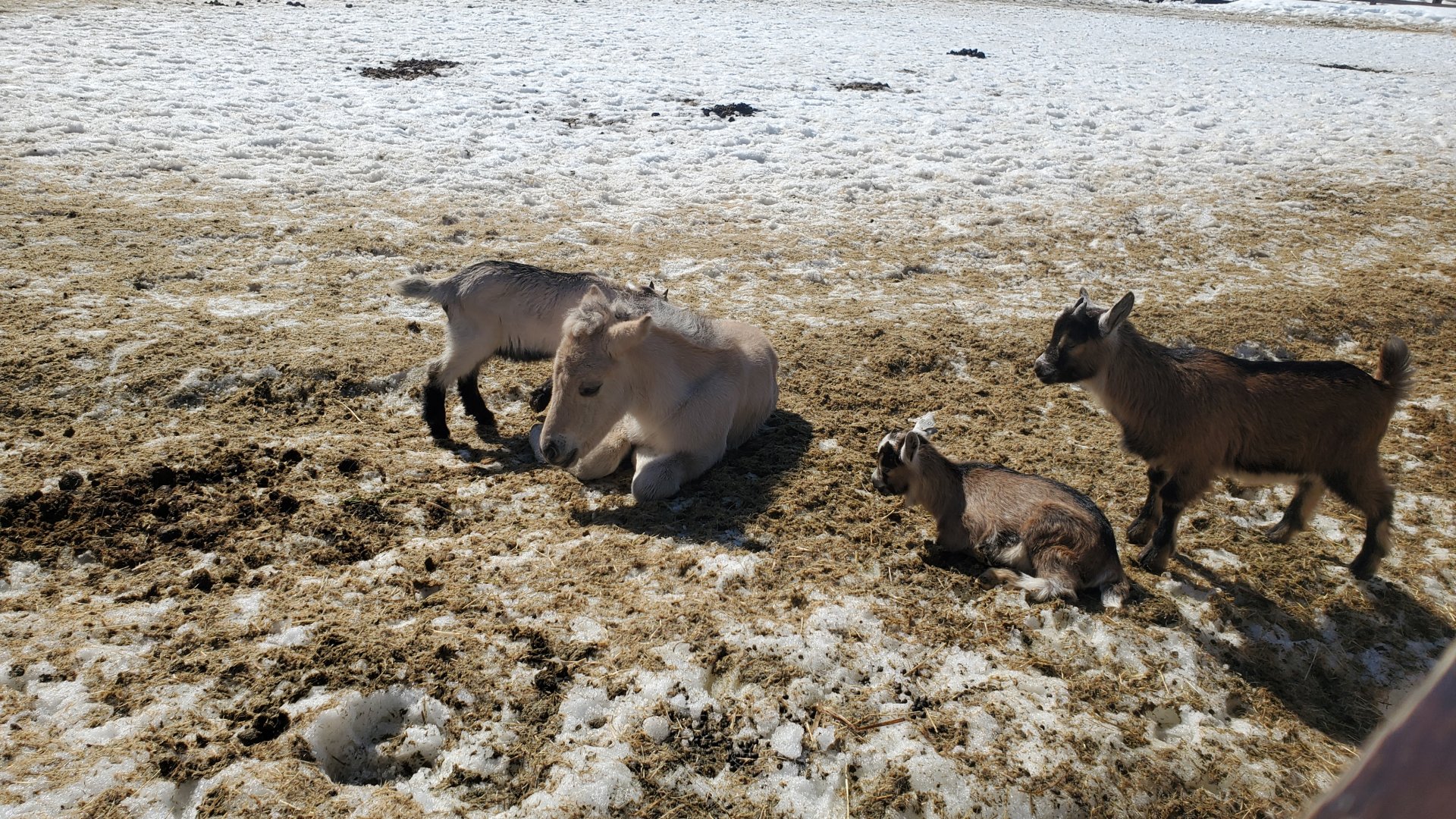 Norwegian domestic foals and kids - April 2023