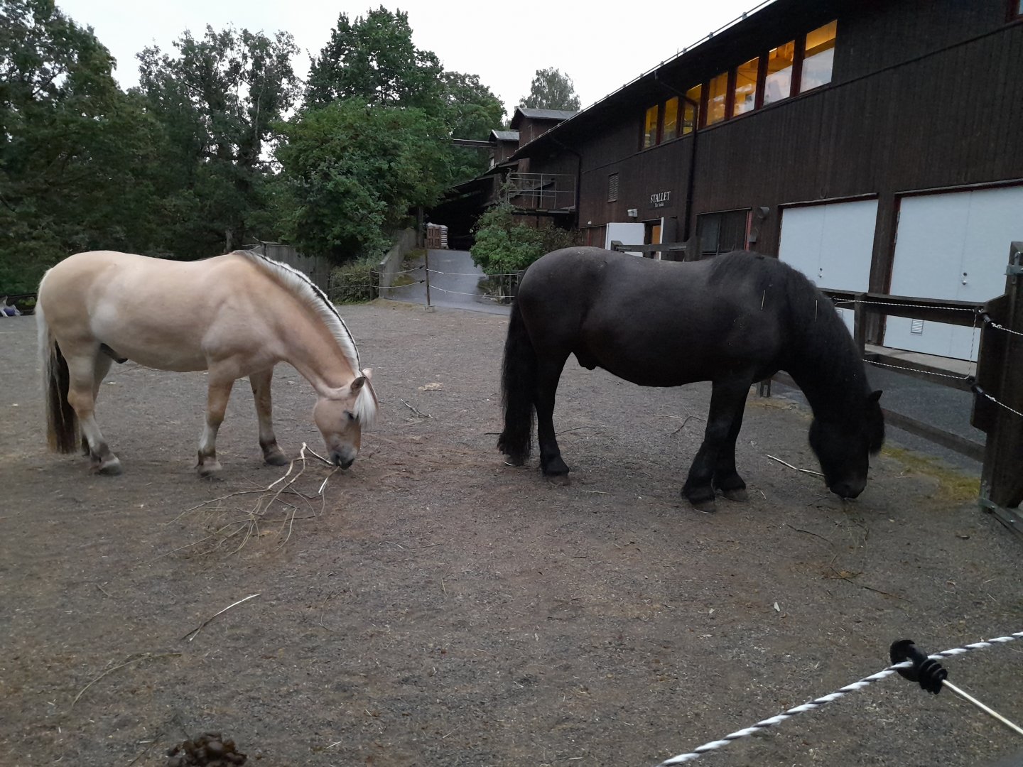 Norwegian fjord horse (left), and Swedish ardennes (right)