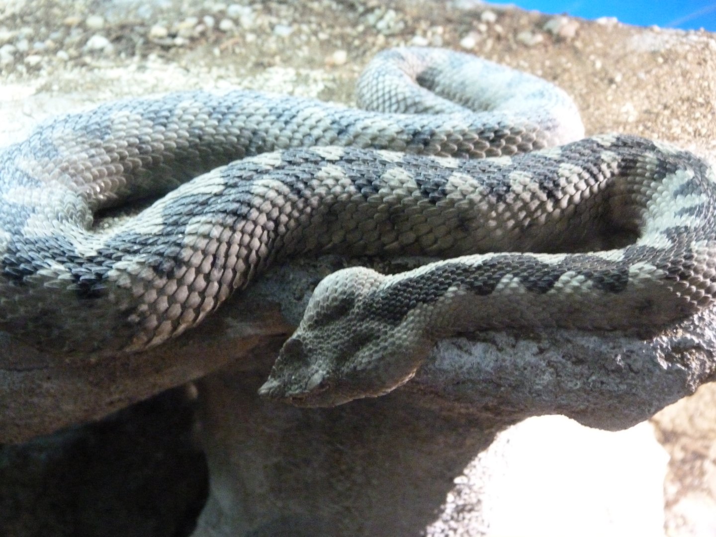 Nose-horned viper -Faunia (2025)