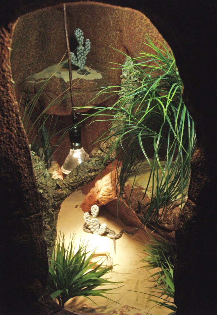 Nose-horned viper terrarium, 2009-04-14