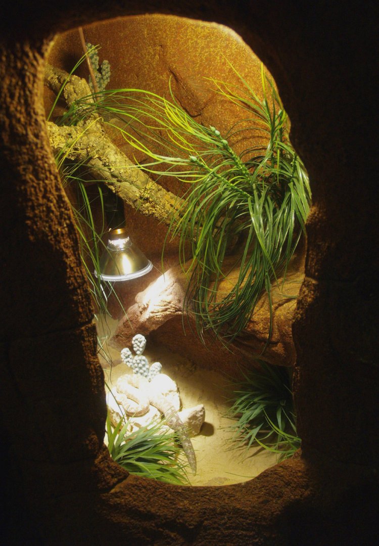 Nose-horned viper terrarium, 2014-02-16