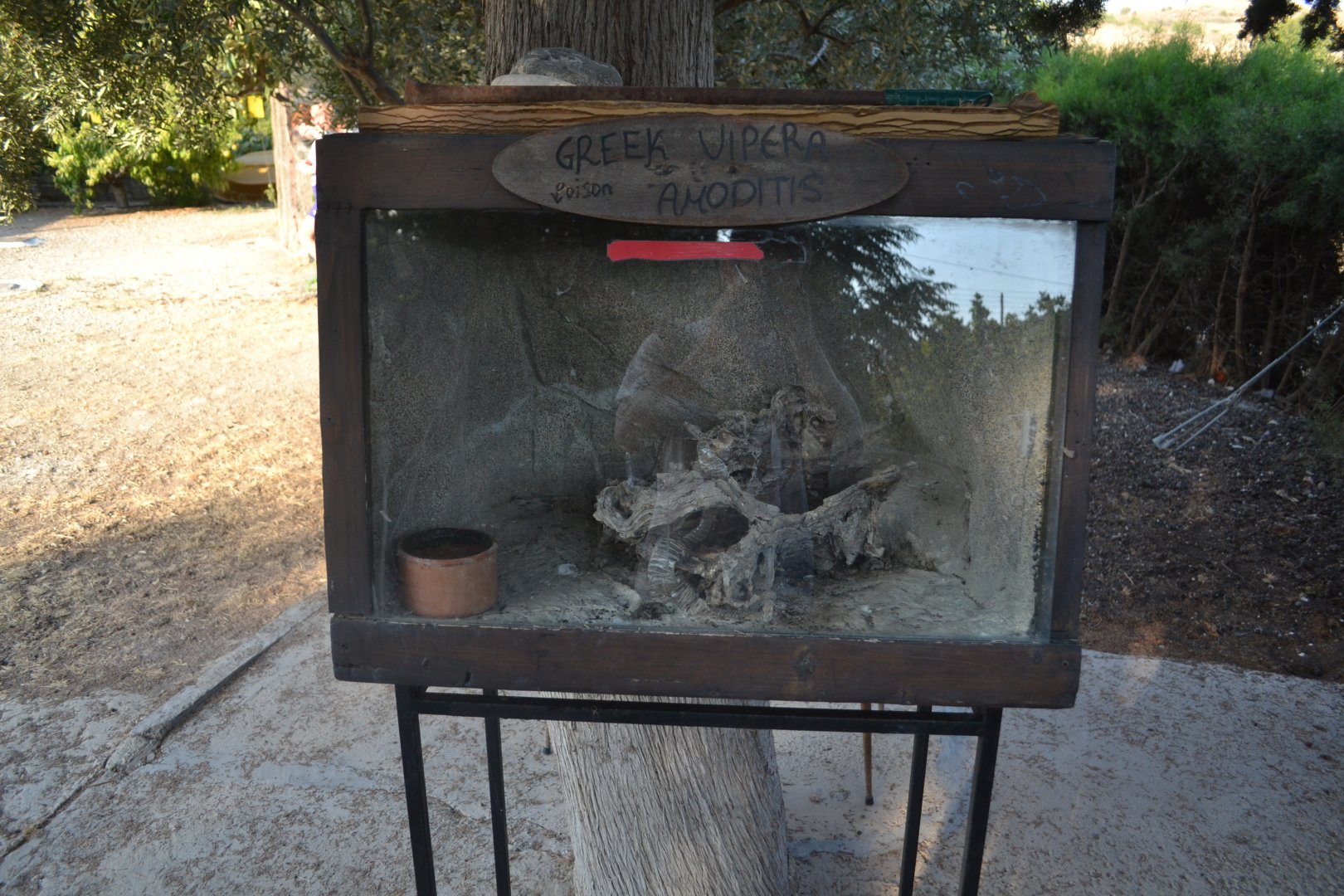 Nose-horned viper terrarium