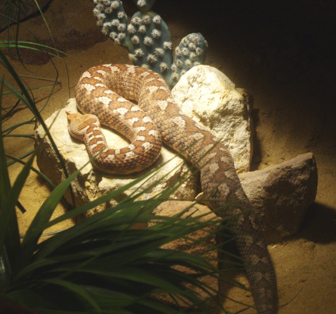 Nose-horned viper (Vipera ammodytes), 2014-02-16