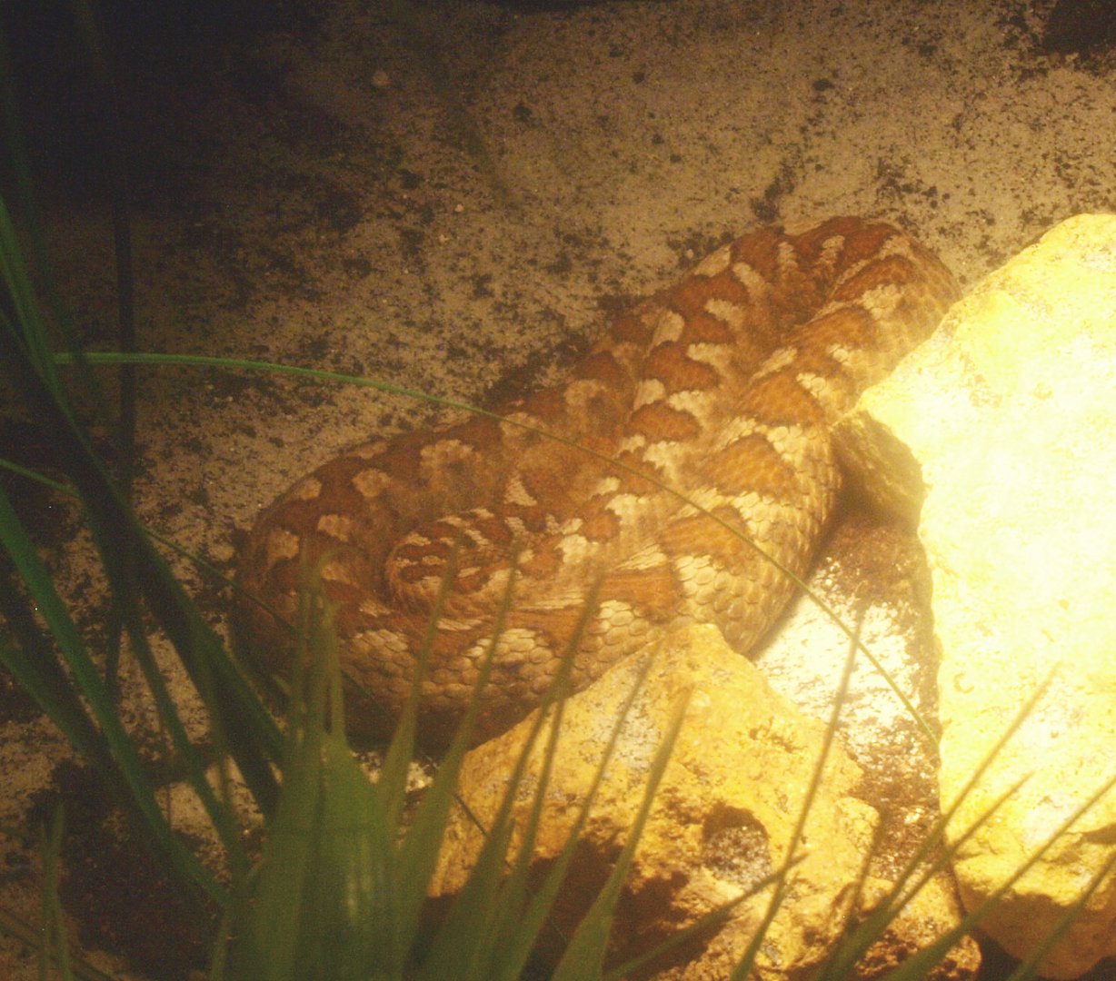 Nose-horned viper (Vipera ammodytes), 2017-02-06