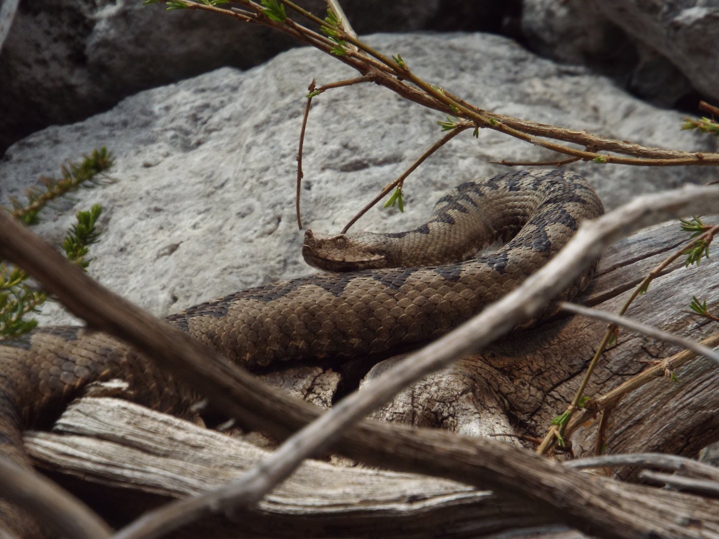 Nose-horned Viper (Vipera ammodytes ammodytes) at Alpenzoo Innsbruck - April 11 2015