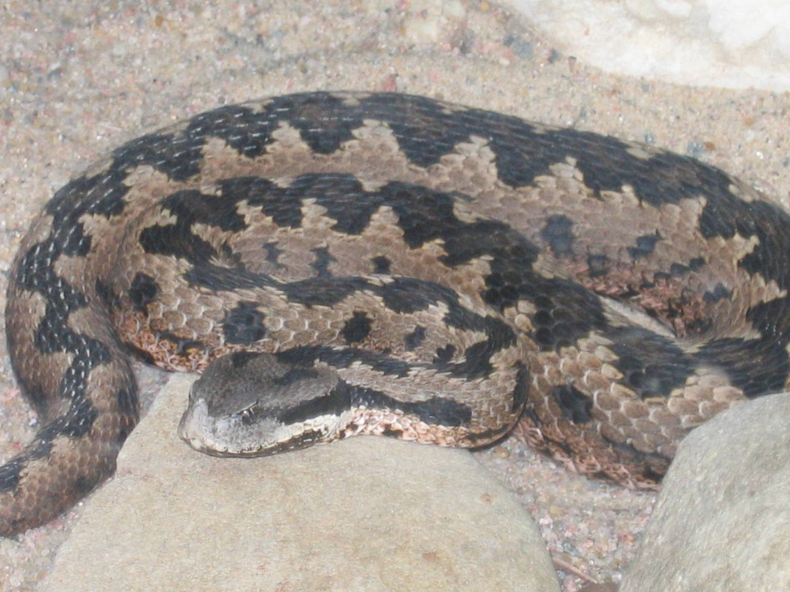 Nose-horned Viper Vipera ammodytes