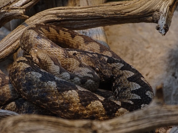 Nose-horned viper (Vipera ammodytes)