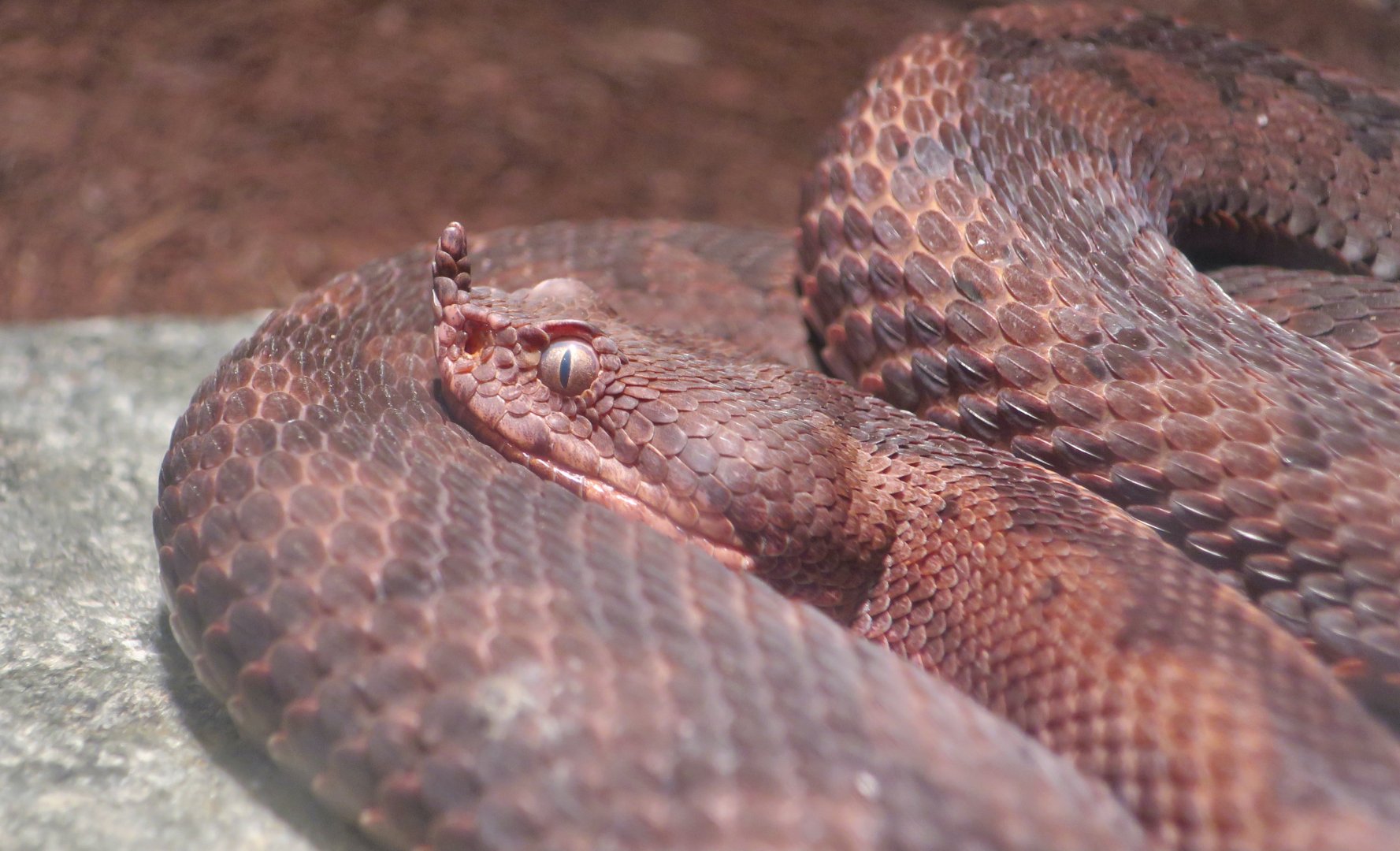 Nose-Horned Viper (Vipera ammodytes)