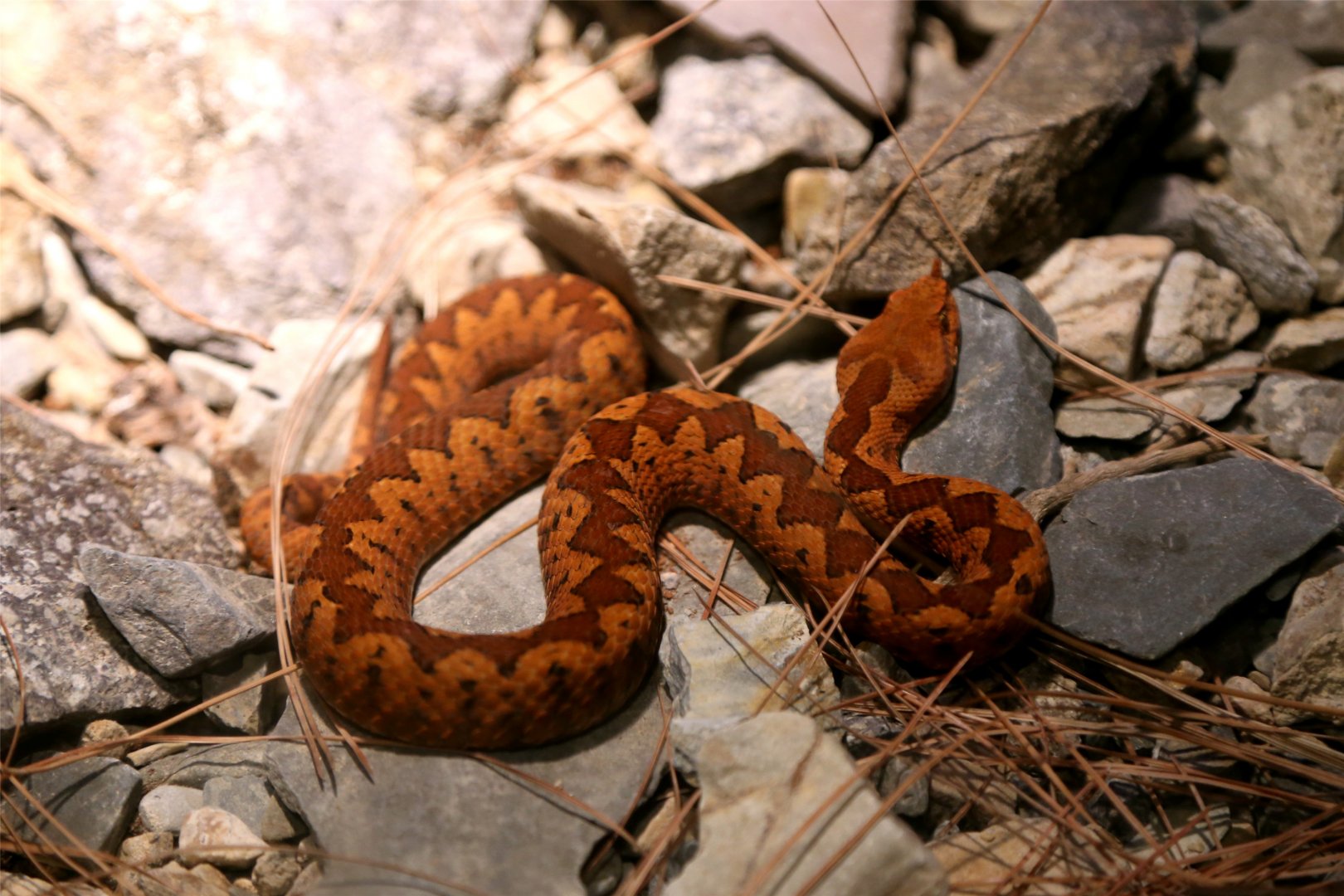 Nose-horned Viper
