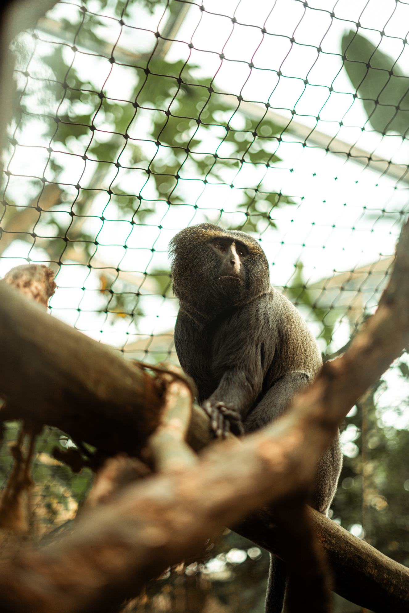 Nose-stripe owl-faced monkey