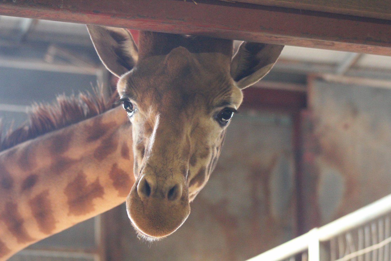 Nosey Giraffe