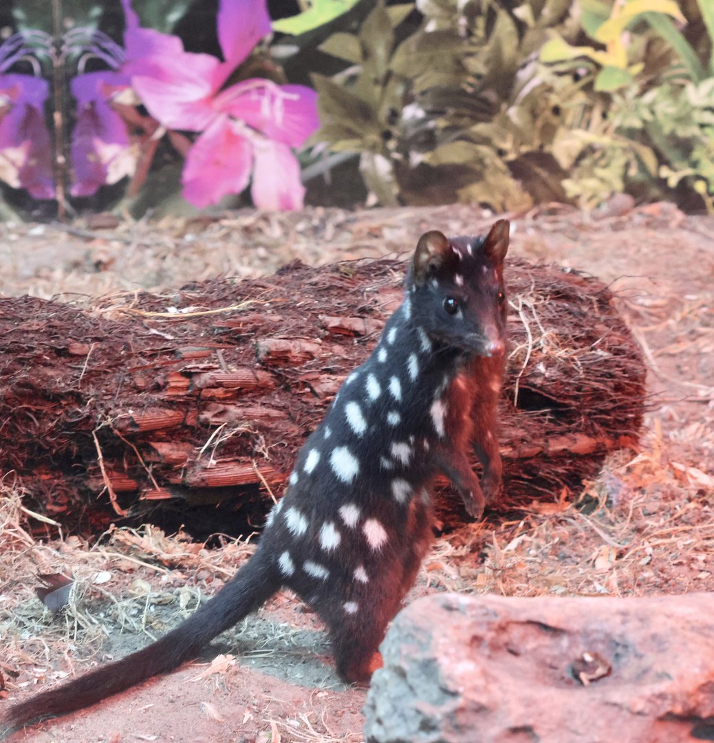 Nosey Quoll