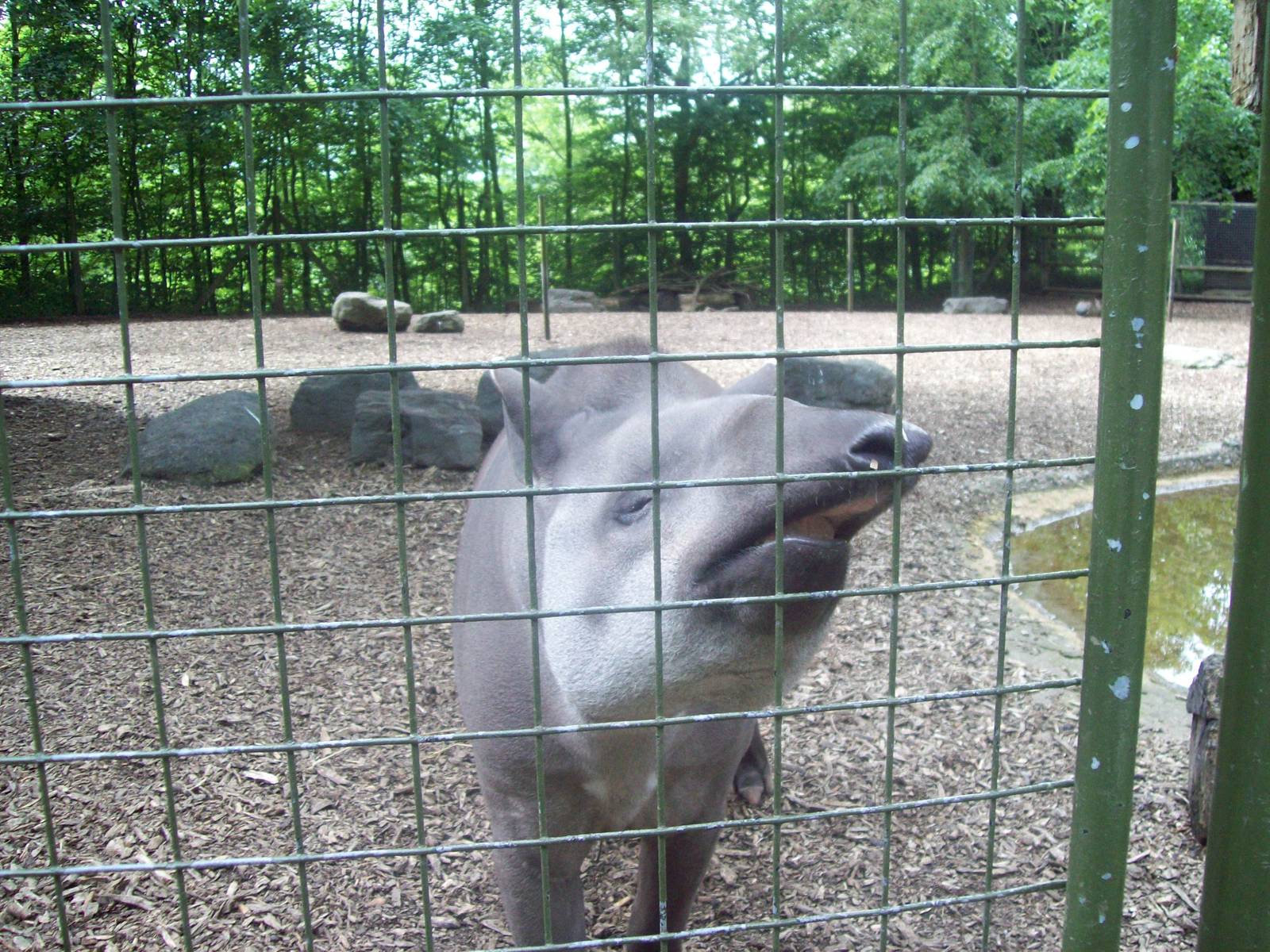 Nosey Tapir