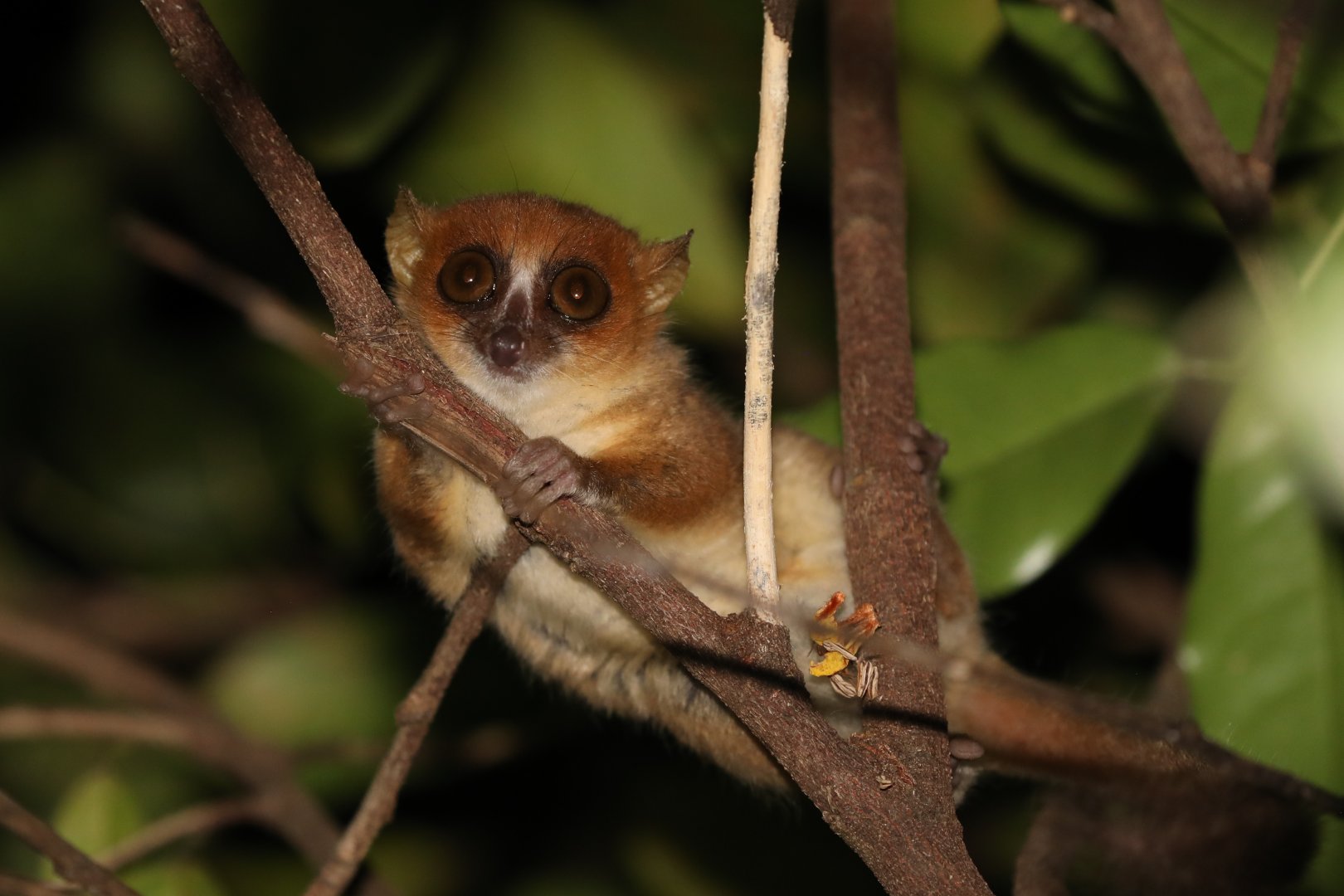 Nosy Be mouse lemur (Microcebus mamiratra)