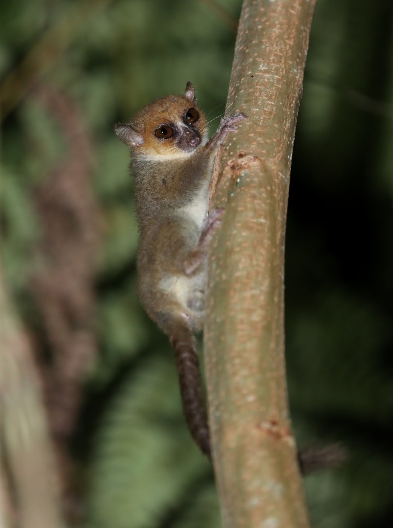 Nosy Be mouse lemur (Microcebus mamiratra)