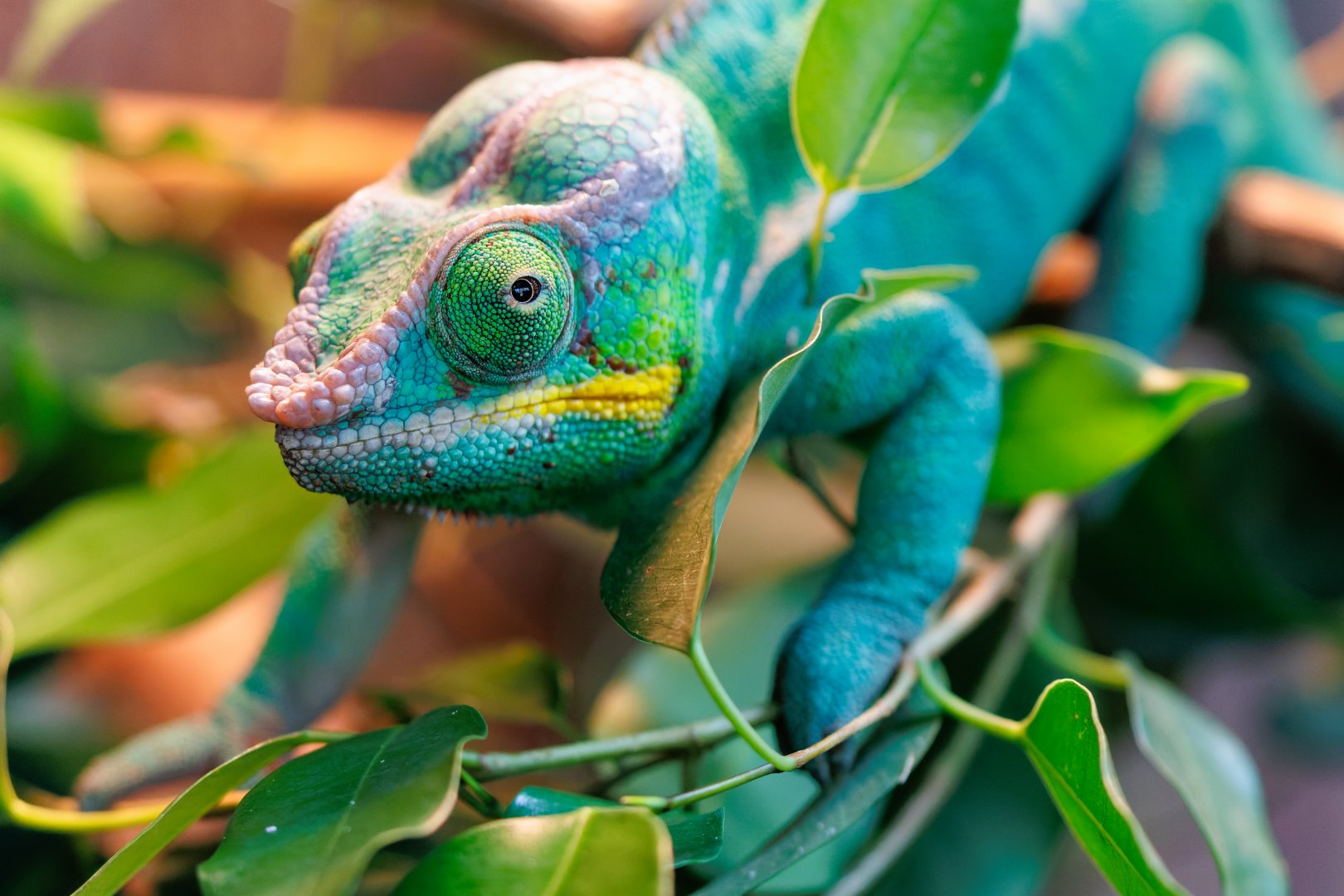 Nosy Be Panther Chameleon / 23-3-22 / Dartmoor Zoo