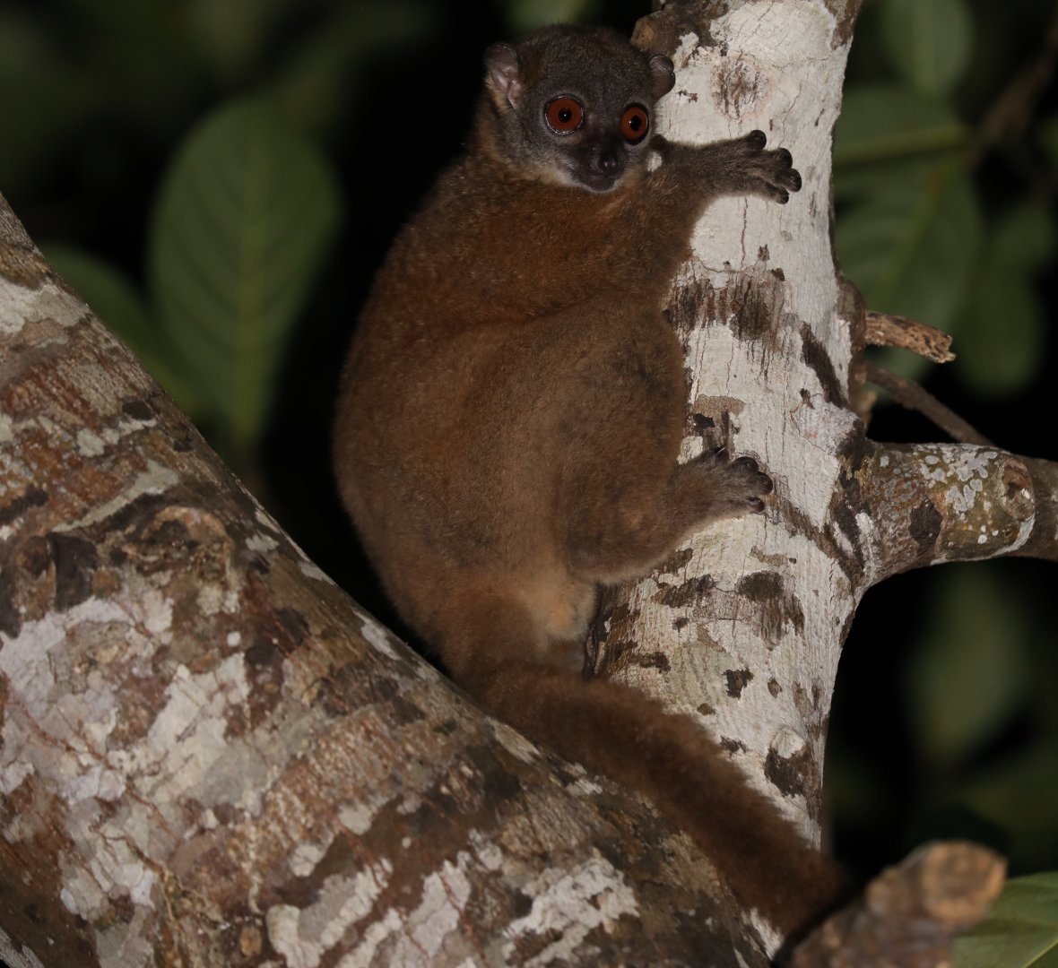 Nosy Be Sportive Lemur (Lepilemur tymerlachsoni)