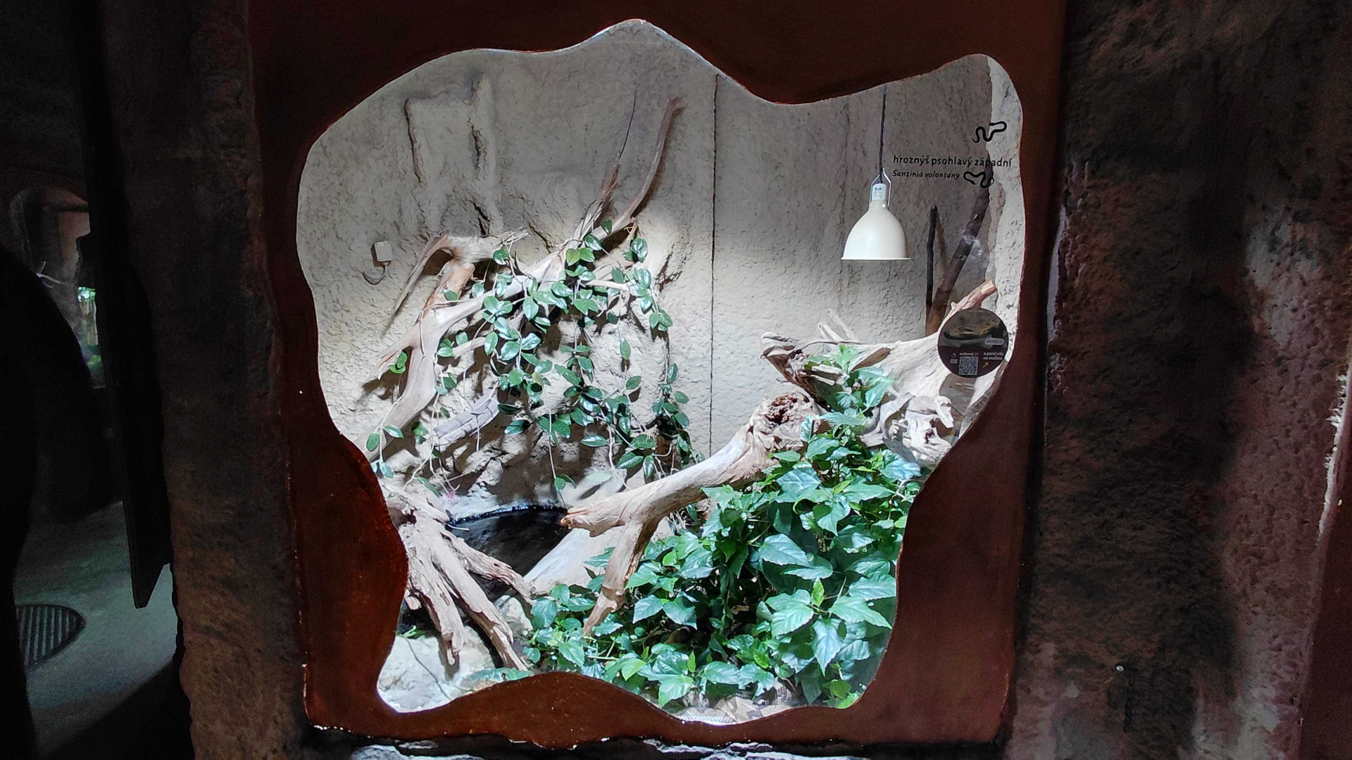 Nosy Komba ground boa exhibit