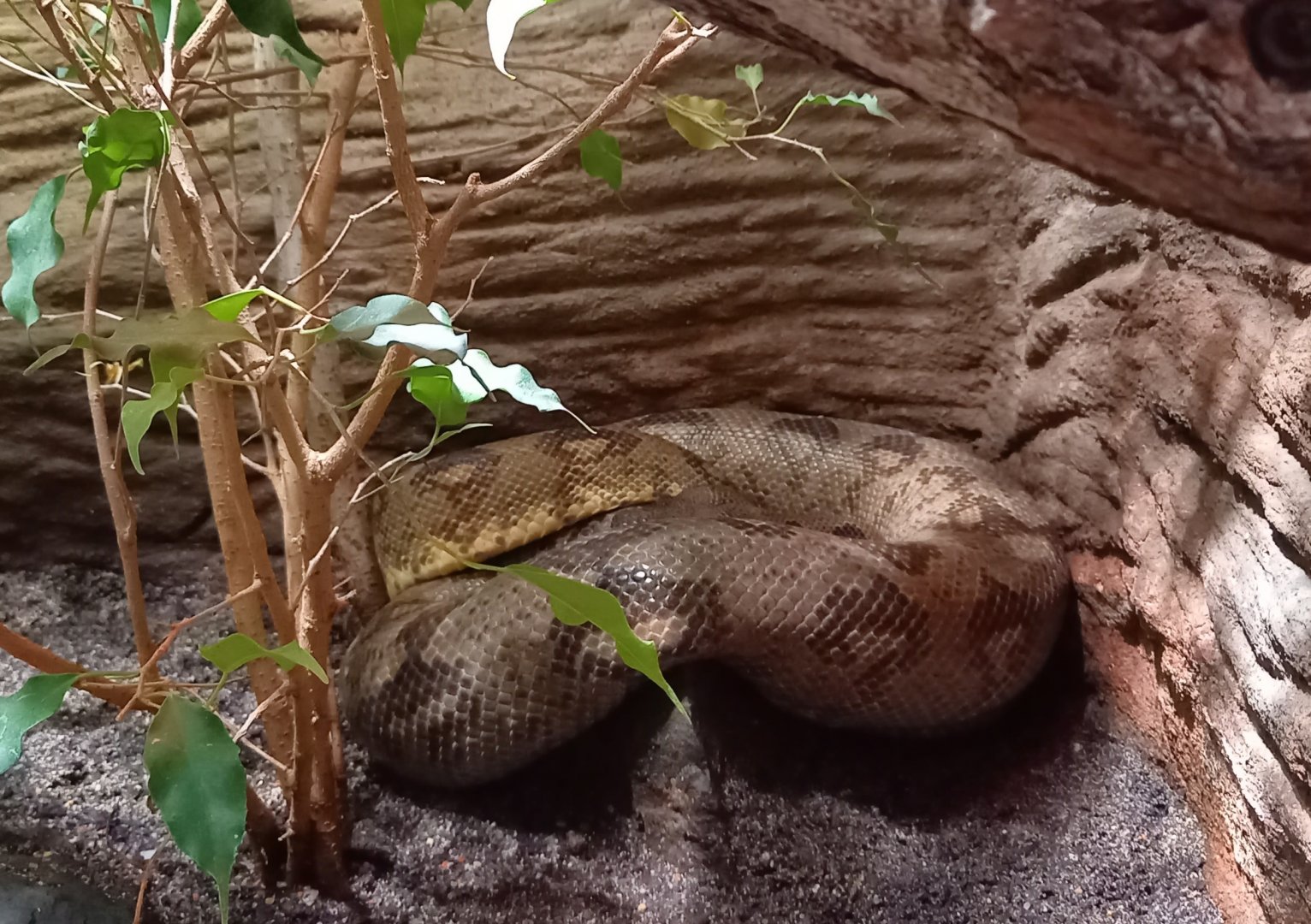 Nosy Komba tree boa - Sanzania volontany