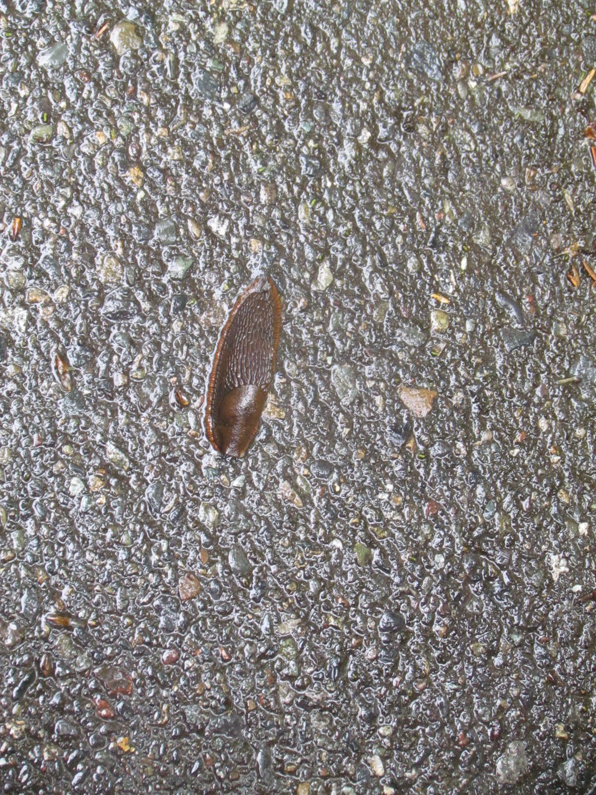 Not a Banana Slug (wild)