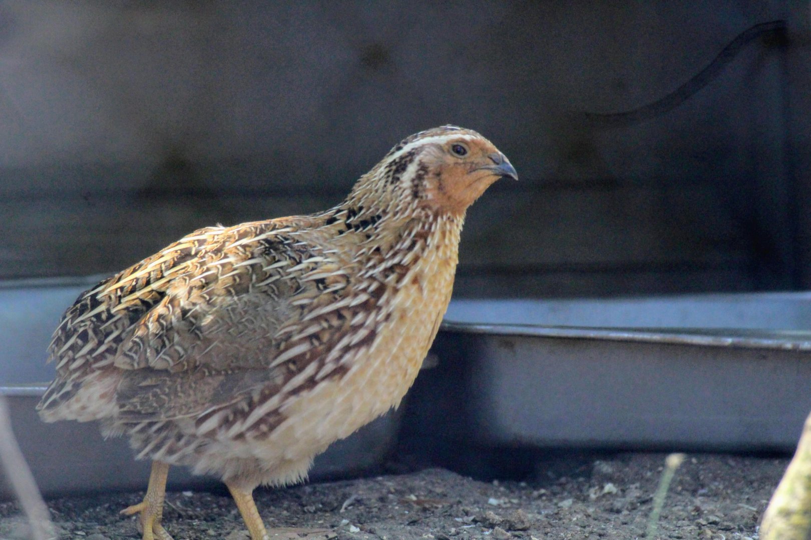 Not a Bobwhite (Japanese Quail)