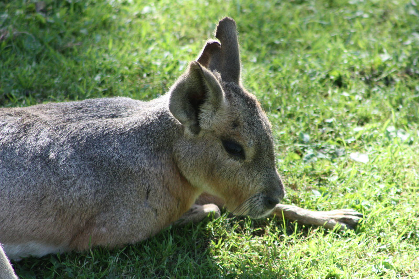 Not a little Reindeer, 4th August