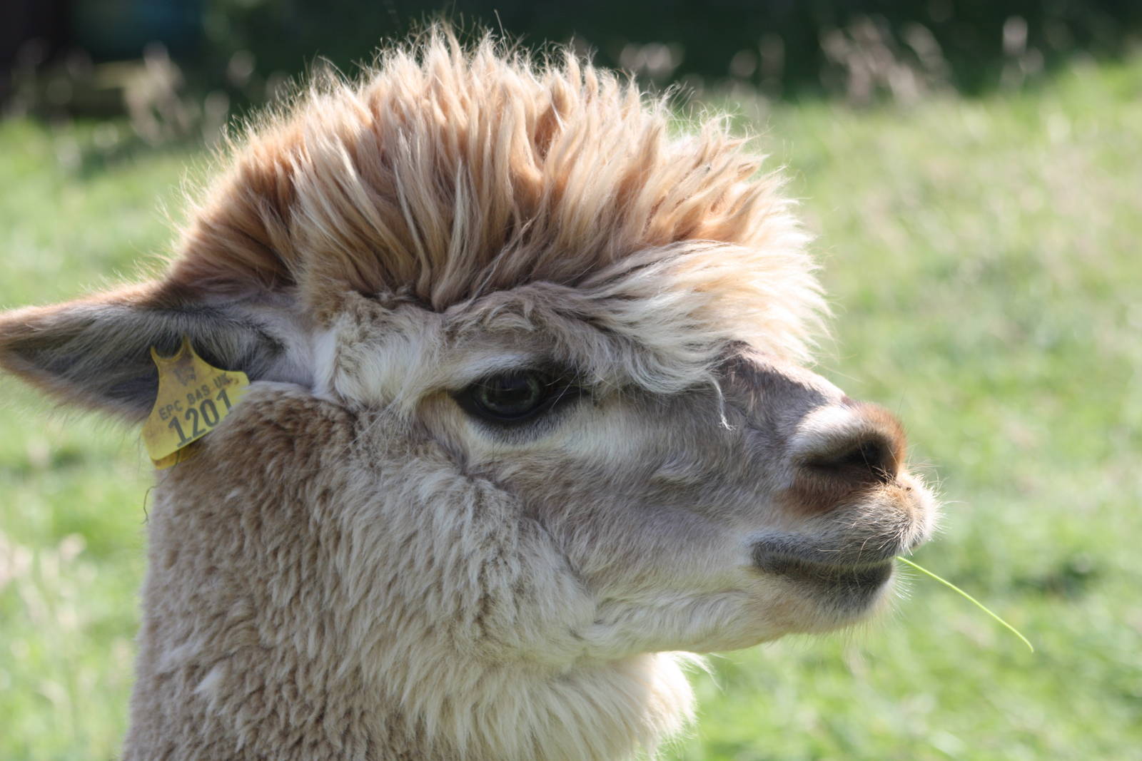 Not a Napoleon Weaver on loan from Sewerby, 24th July 2014