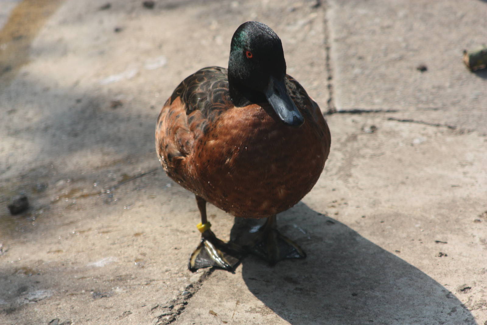 Not a real Chestnut-breasted Teal, 18th May 2014