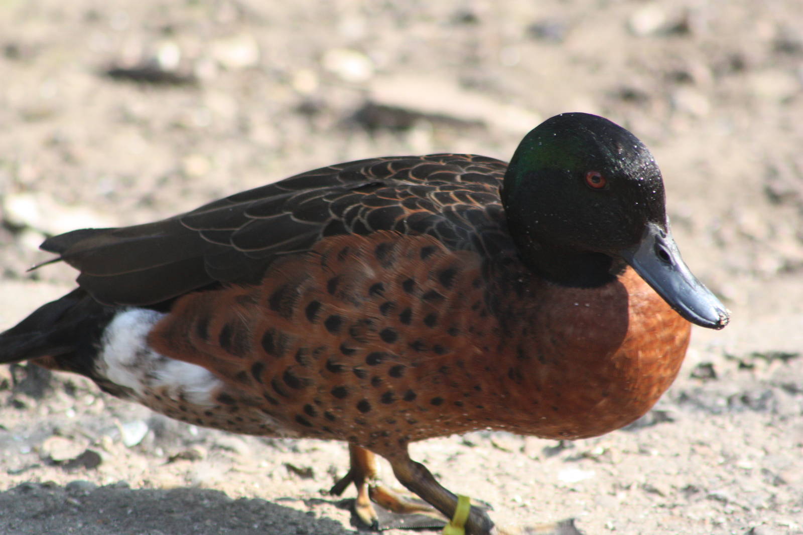Not a real Chestnut-breasted Teal, 18th May 2014