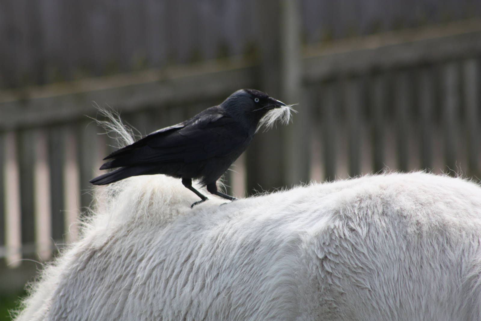 Not an Oxpecker, 6th May 2014