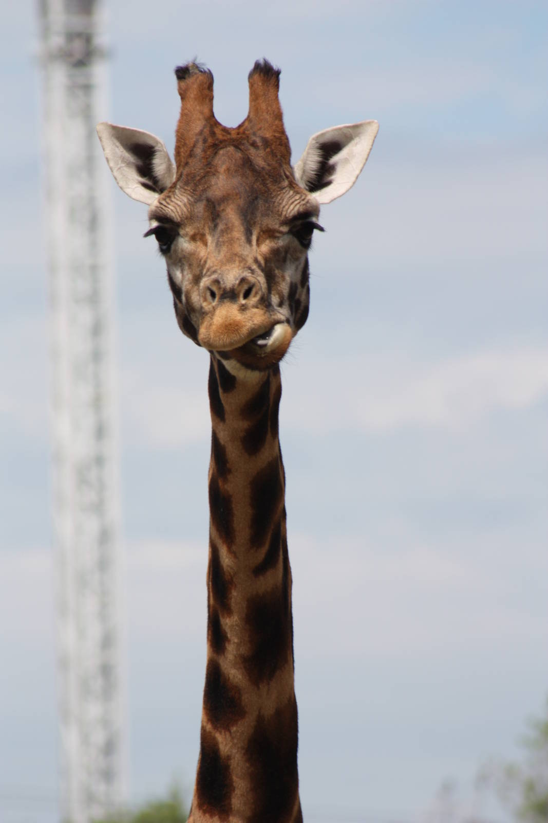 Not as tall as the Cliffhanger, 9th June 2014