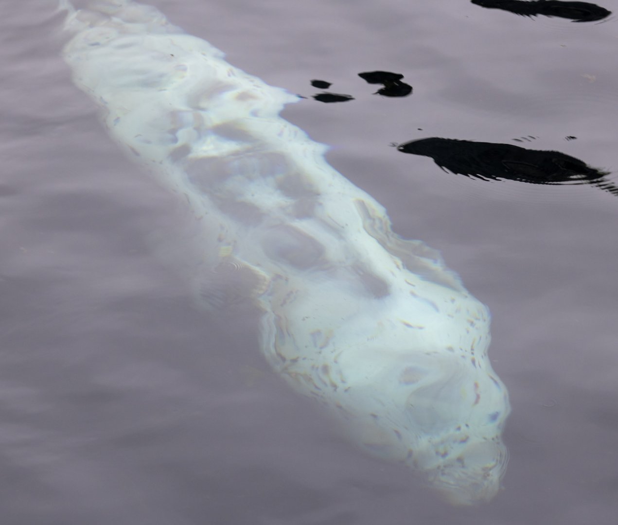 Not going to lie...these seals are hard to tell apart.  I'm going with Spotted Seal