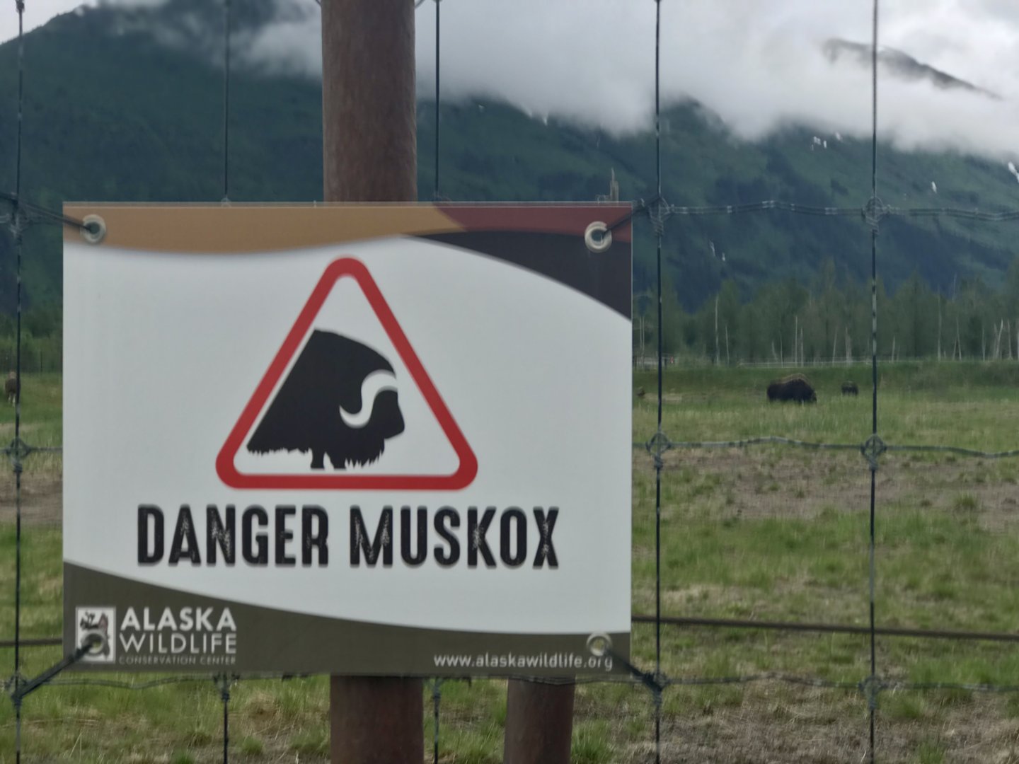 Not just your everyday Muskox…these are Danger Muskox