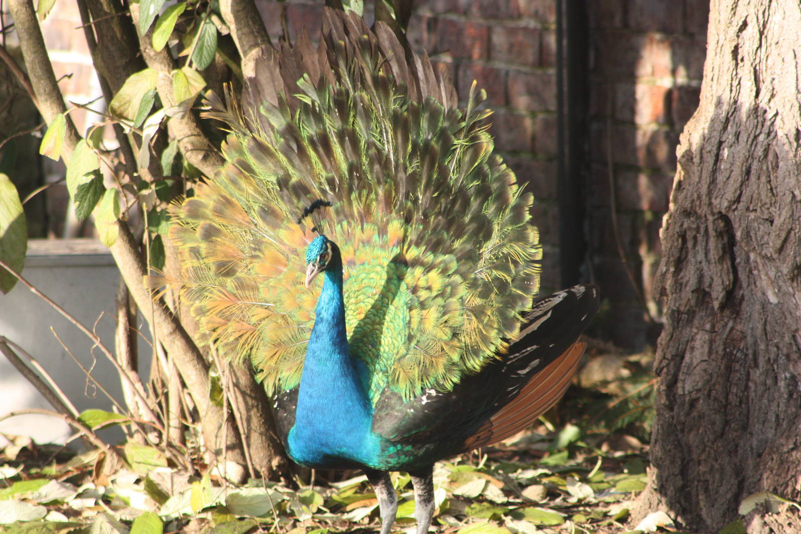 Not much to display with, 30th December 2014