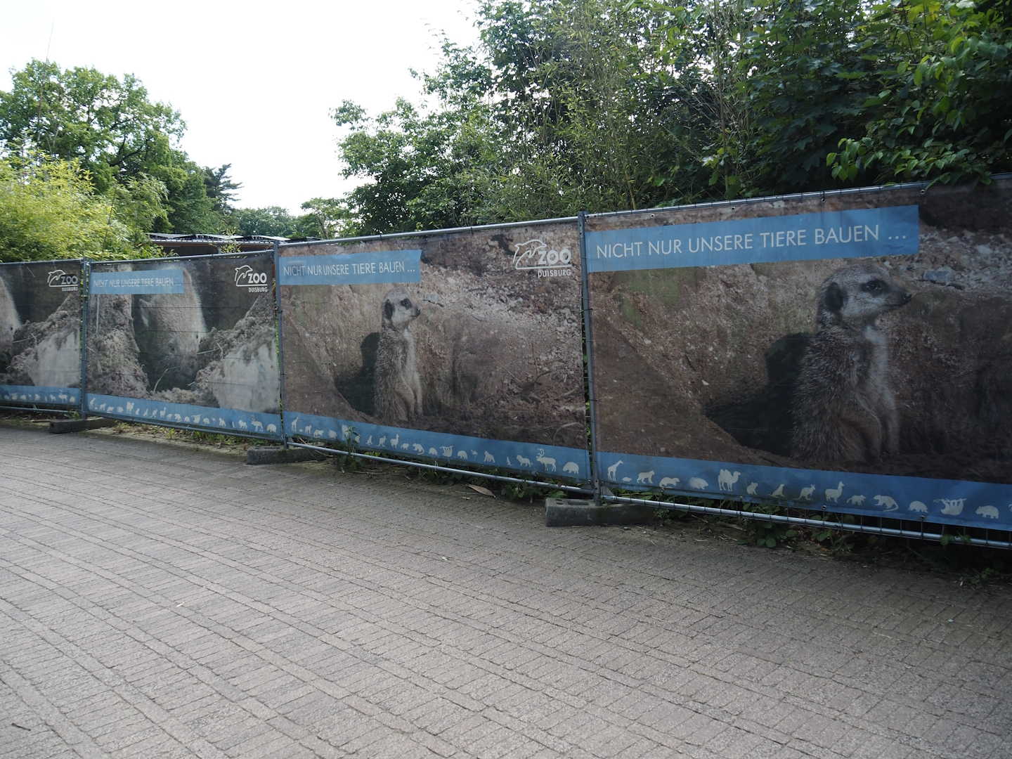 Not only our animals do construction signs on construction fencing, 2024-06-08