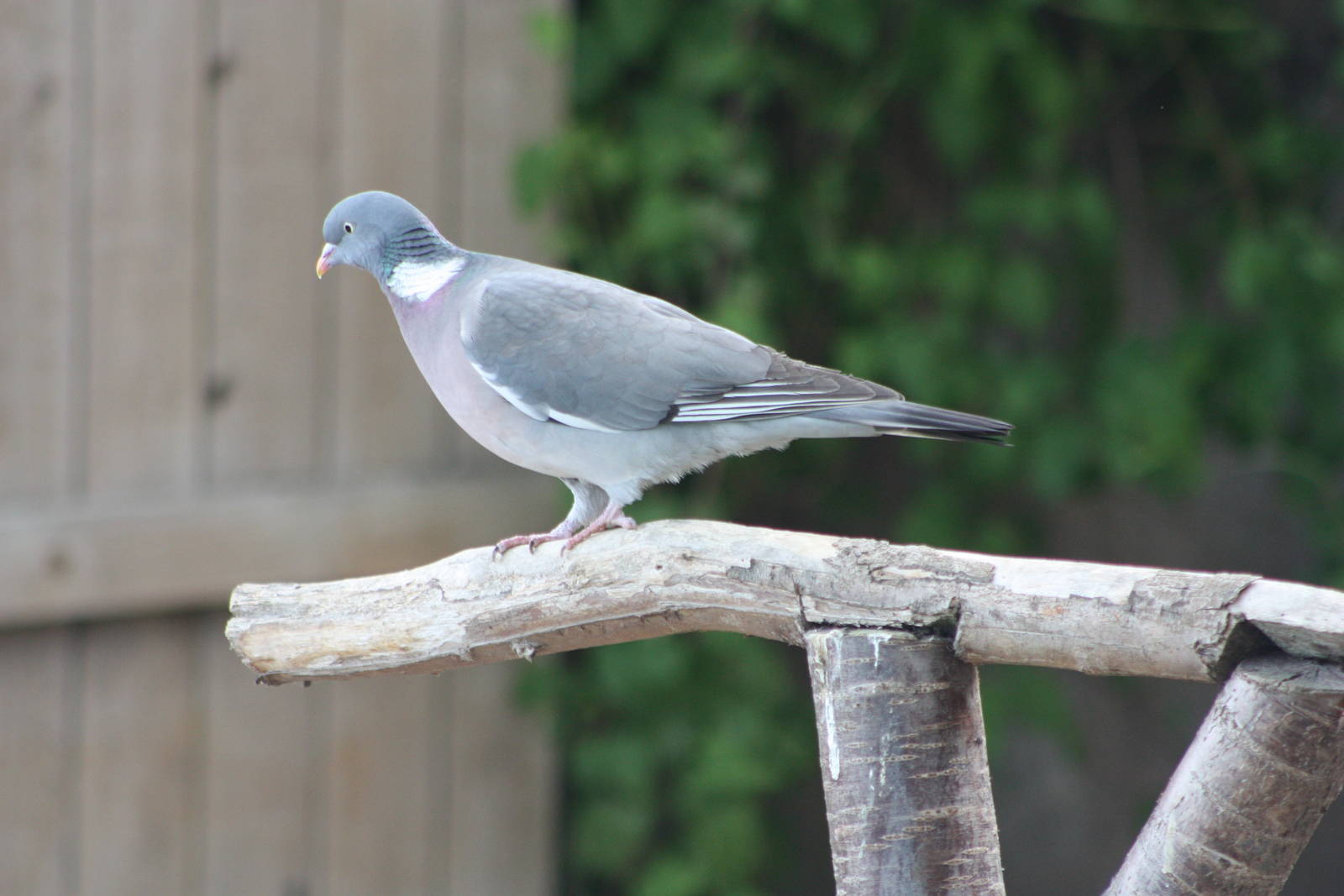 Not part of the Bird Show, 6th May 2014