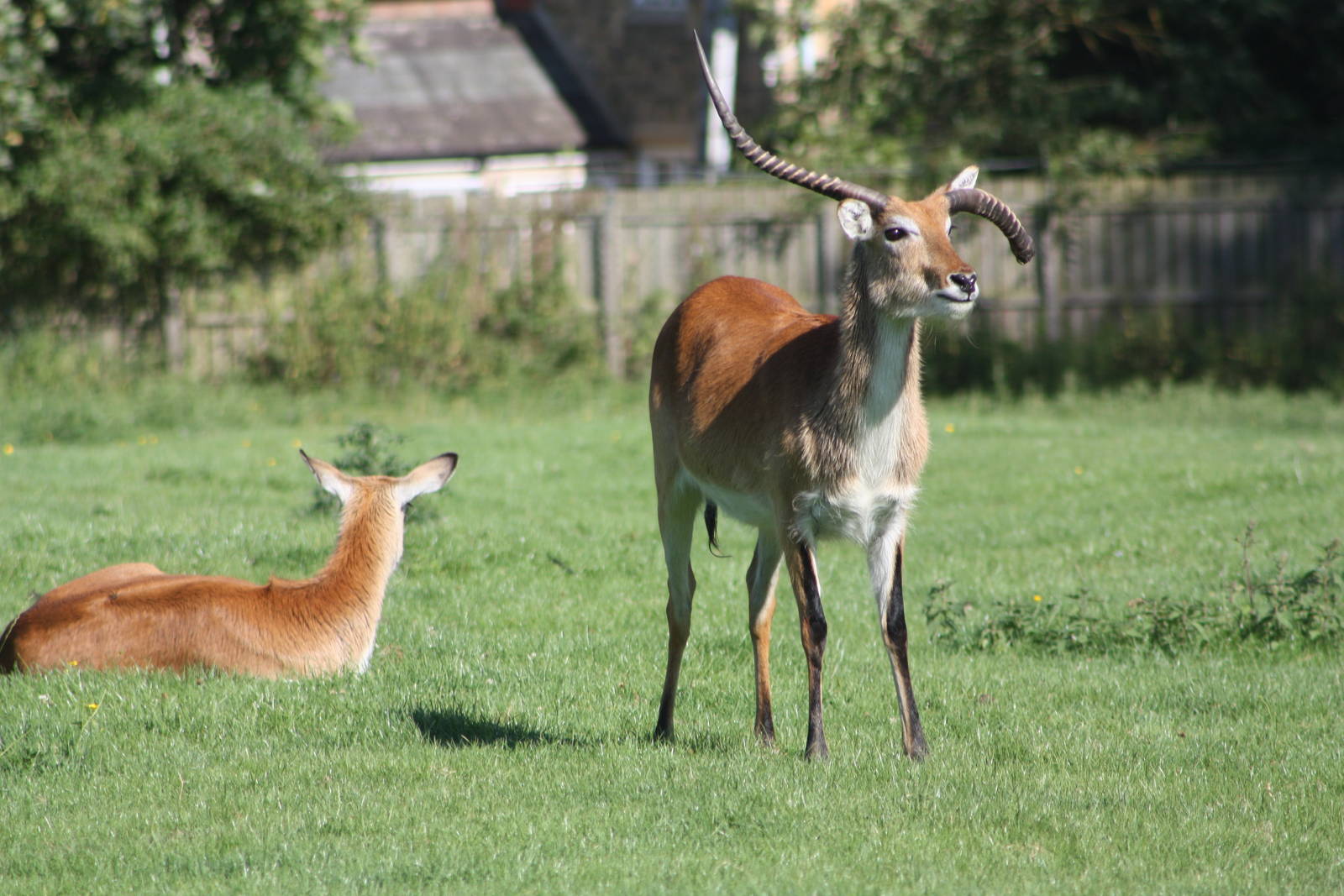 Not perfect horns, 4th August 2014