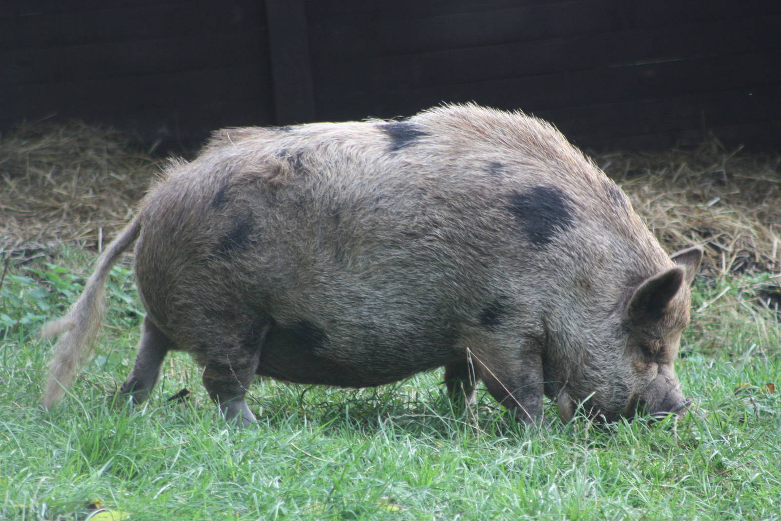 Not quite a Slimcea girl, 2nd November 2014
